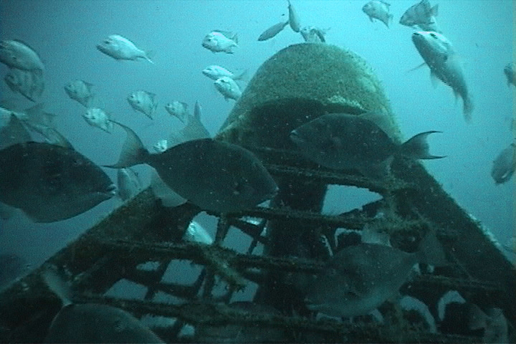 Alabama Leads Way with Artificial Reef Program Outdoor Alabama